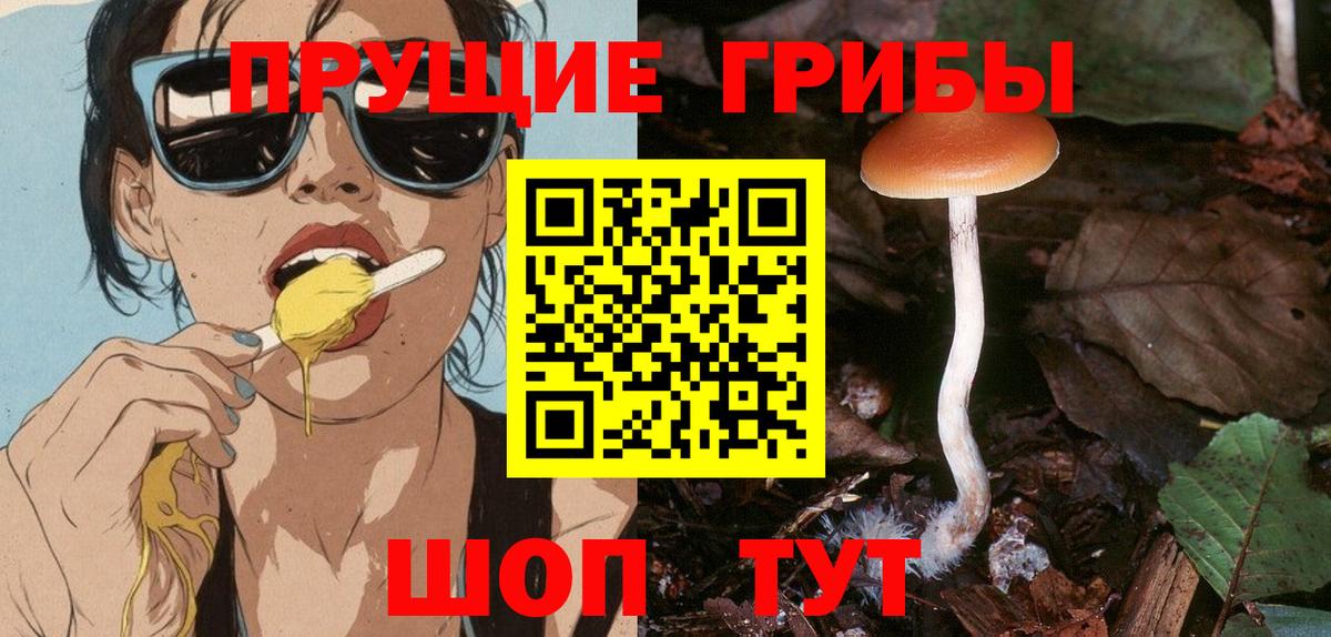 Кингисепп  Псилоцибиновые грибы мицелий  Вход с VPN 